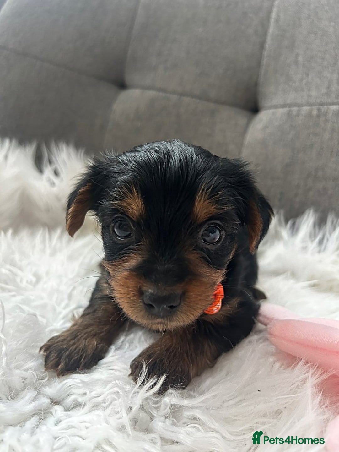 Yorkshire Terrier dogs for sale: Yorkshire Terrier puppies - Image 13