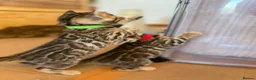 Bengal cats for sale: Stunning TICA registered Bengal kittens - Advert 6