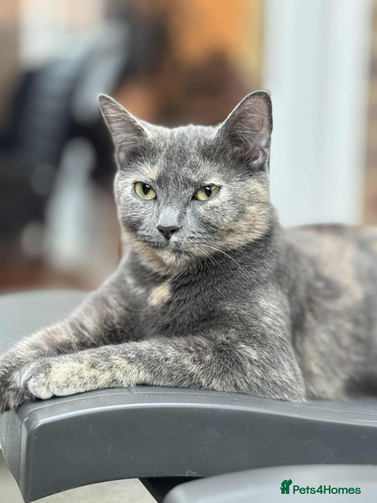 Mixed Breed cats Kittens ready to leave now  - Advert 17