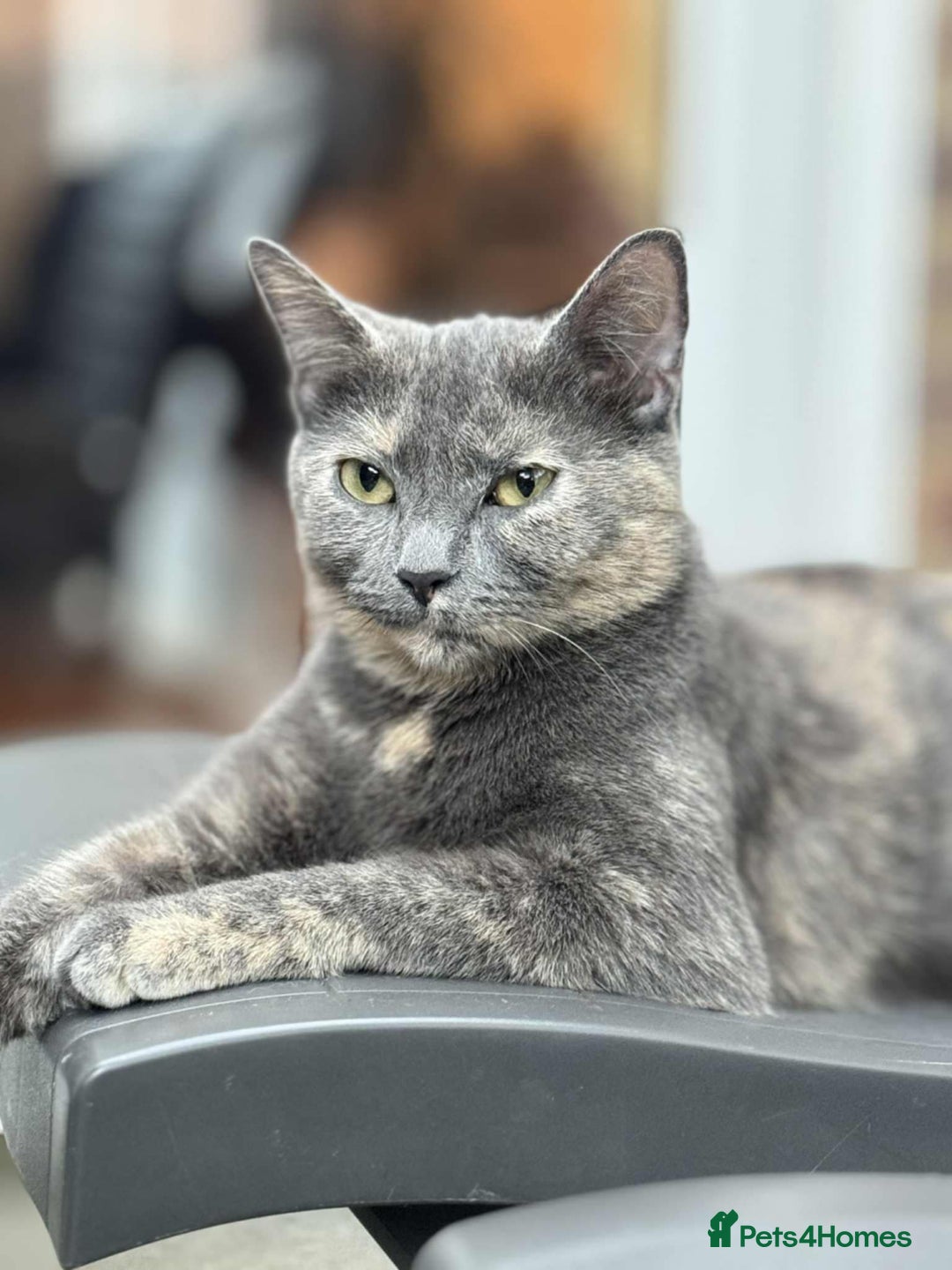 Mixed Breed cats for sale: Kittens ready to leave now  - Advert 1