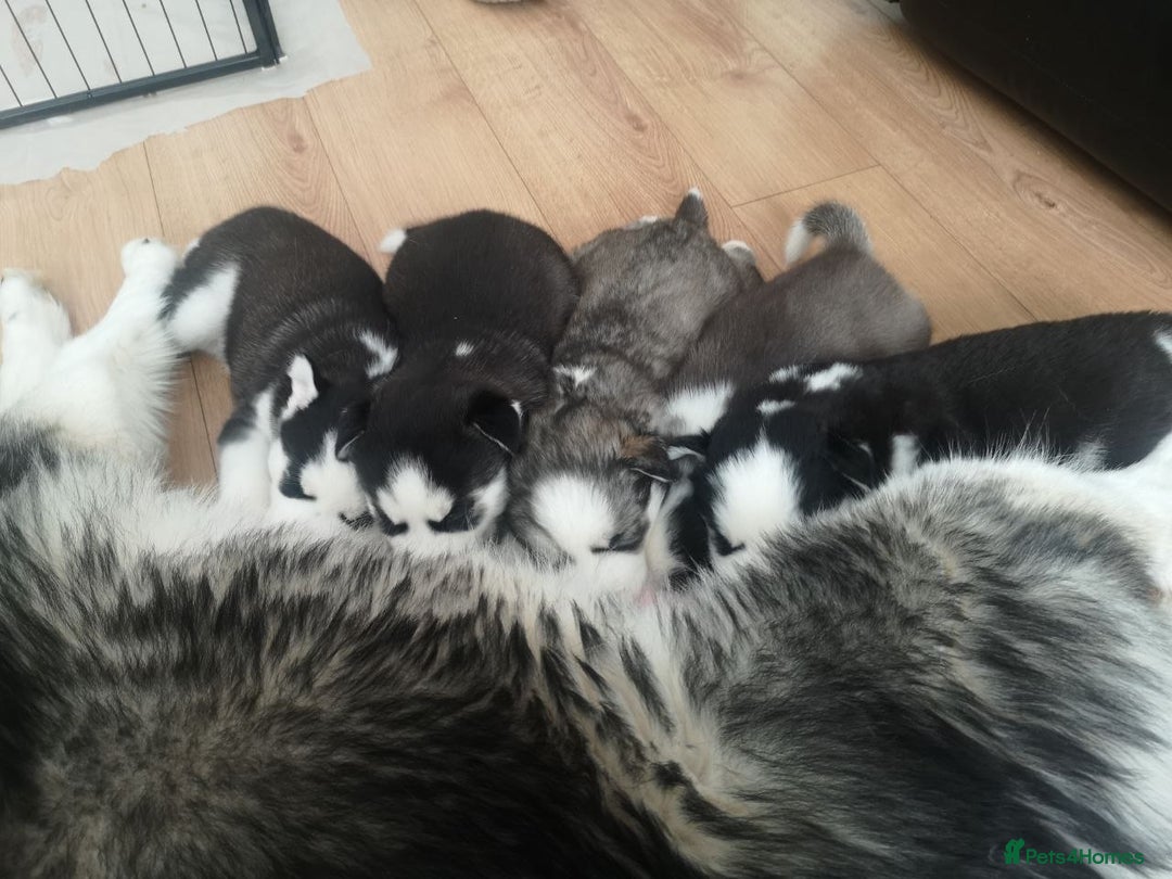 Siberian Husky dogs for sale: Siberian Huskies 1 Male 4 Female - Advert 1