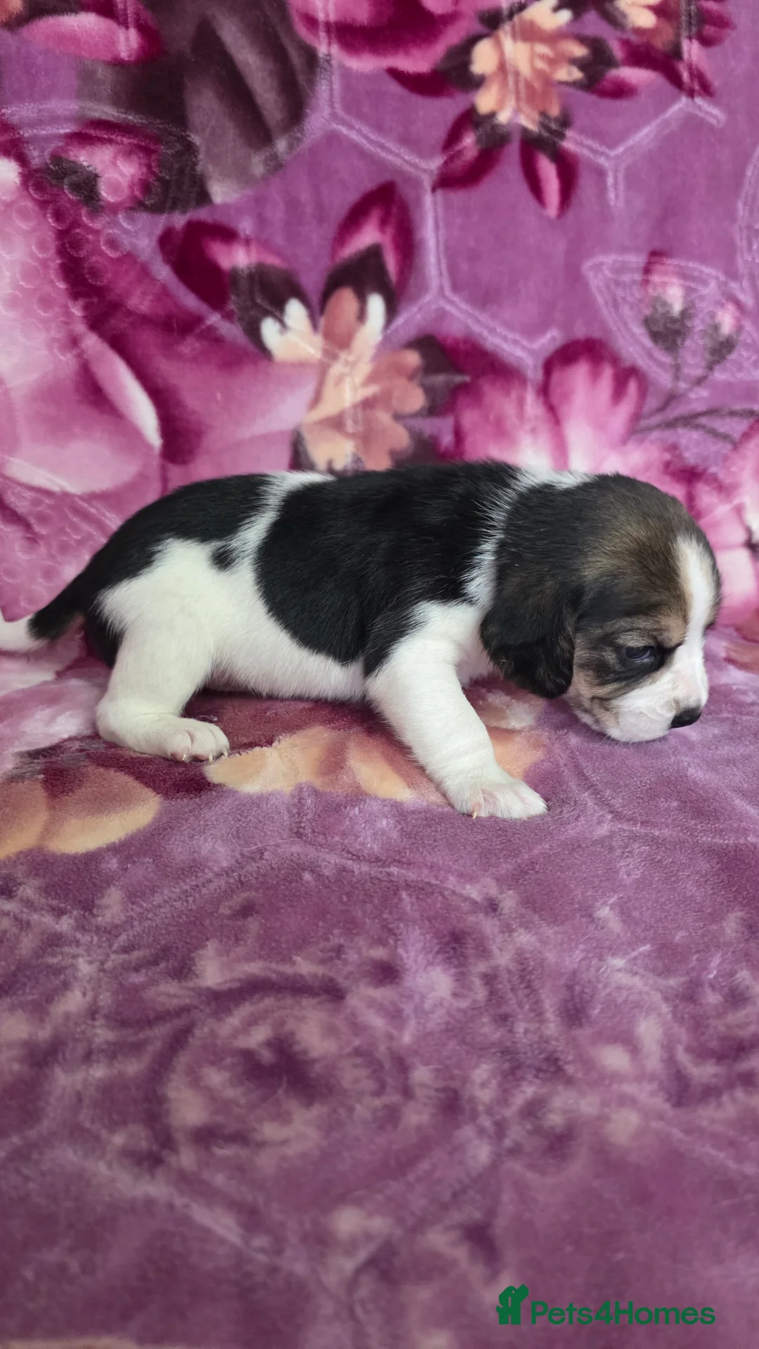 Beagle dogs for sale: Beautiful Beagle puppies looking for loving homes - Advert 15