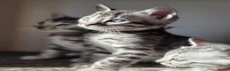 Bengal cats for sale: Gorgeous Health Tested Bengal Kittens  - Advert 7