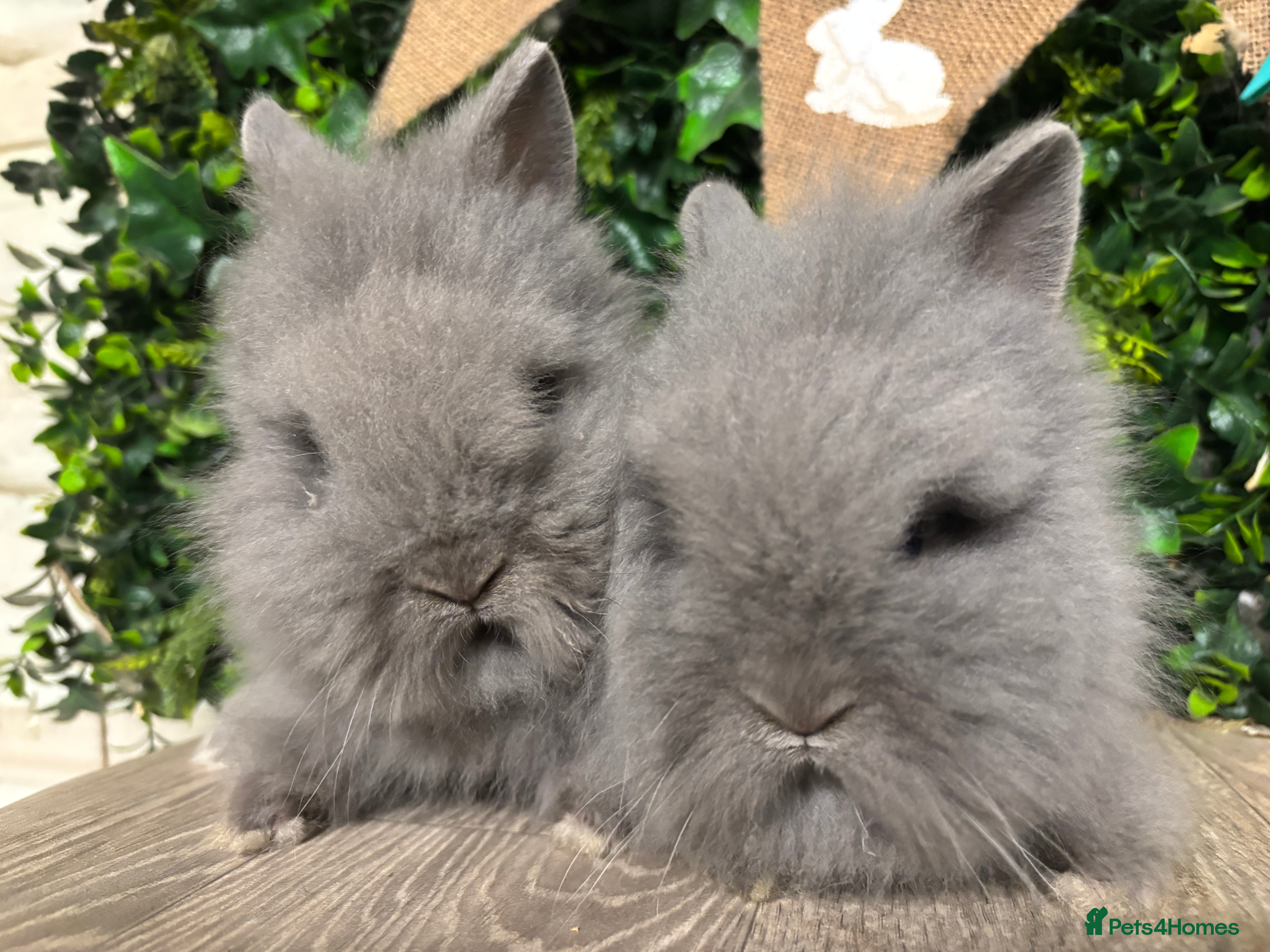 Lionhead rabbits BEAUTIFUL BABY LIONHEAD BUNNIES  - Advert 6