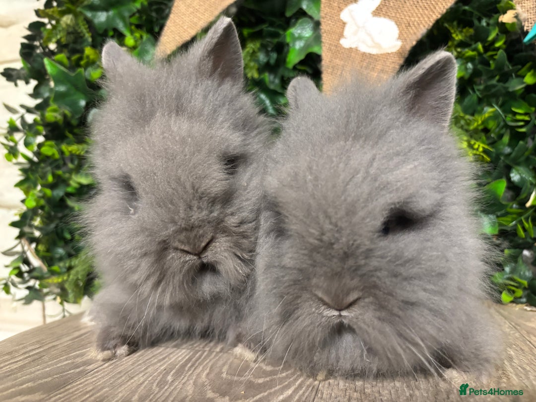 Lionhead rabbits for sale: BEAUTIFUL BABY LIONHEAD BUNNIES  - Advert 6