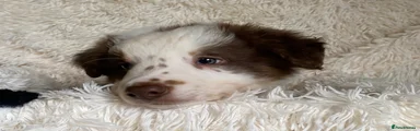 Border Collie 2