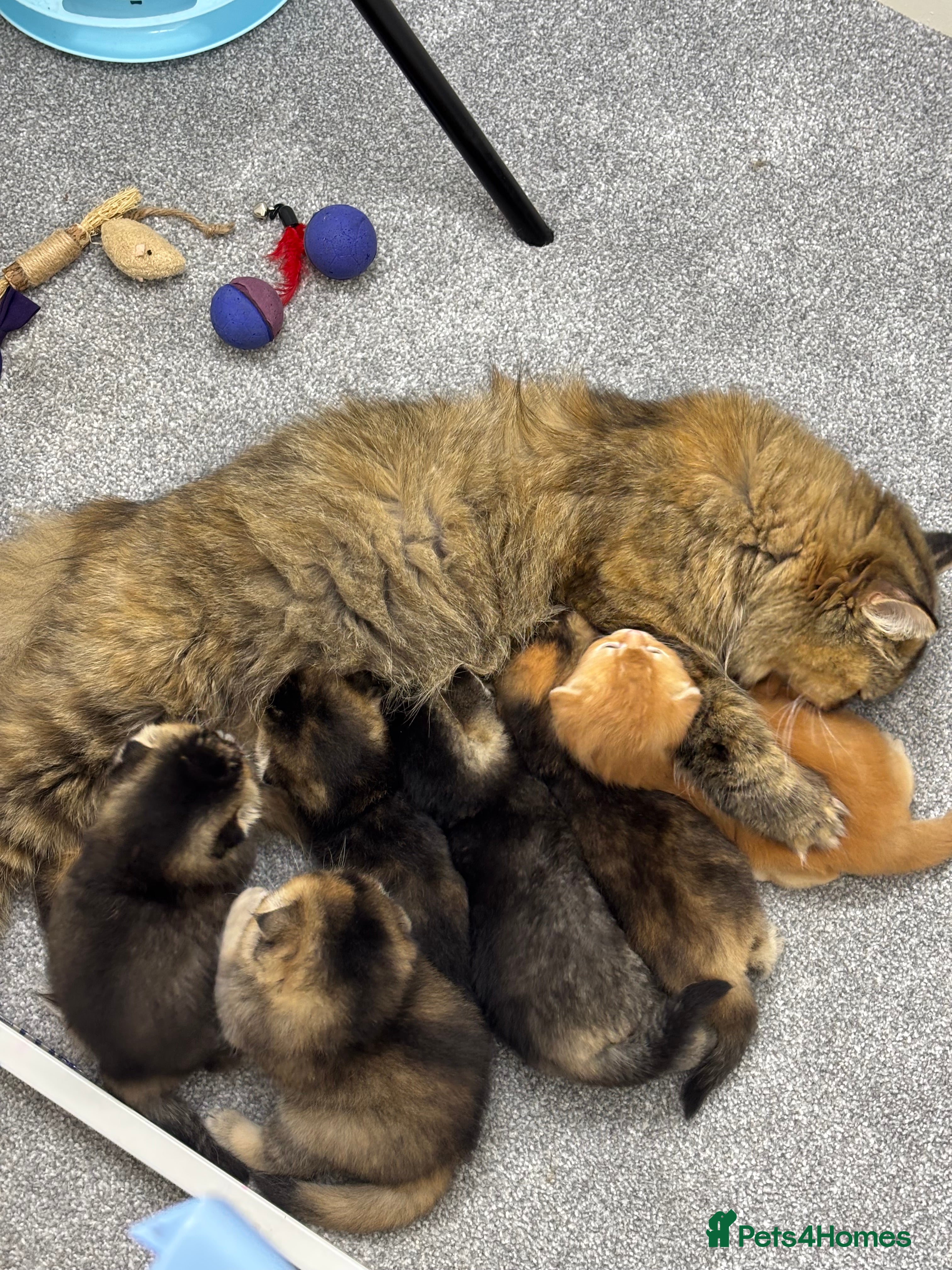 Scottish Fold cats Scottish Fold & Straight kittens  - Advert 3