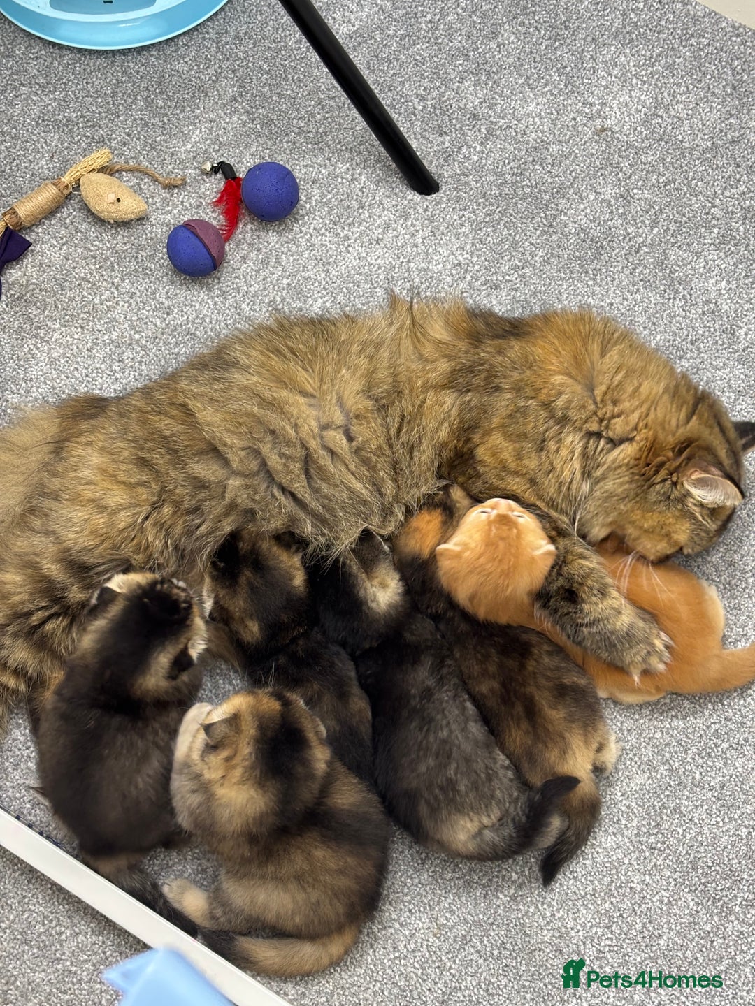 Scottish Fold cats for sale: Scottish Fold & Straight kittens  - Advert 1