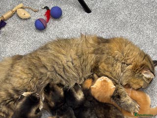 Scottish Fold cats Scottish Fold & Straight kittens - Advert 1