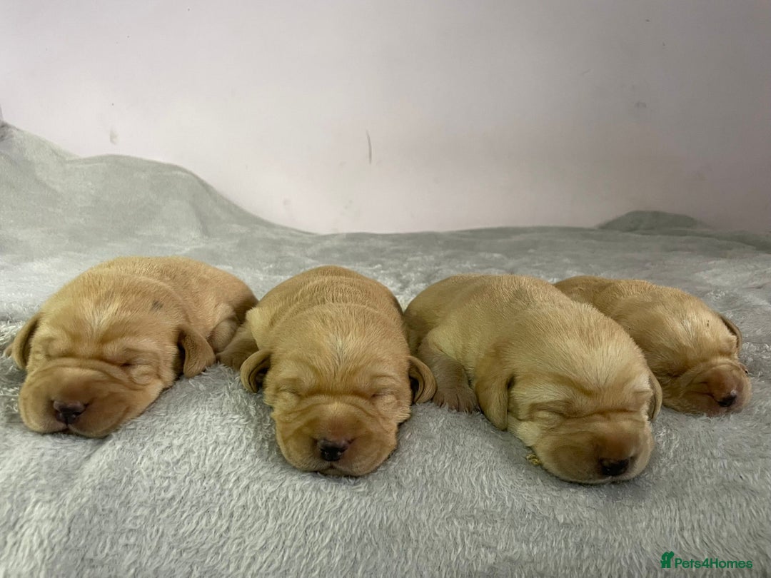 Labrador Retriever dogs for sale: Stunning chunky fox red pups - Advert 3