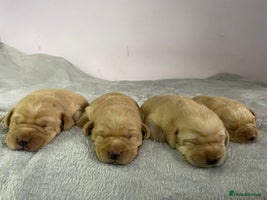 Labrador Retriever dogs Stunning chunky fox red pups - Advert 4