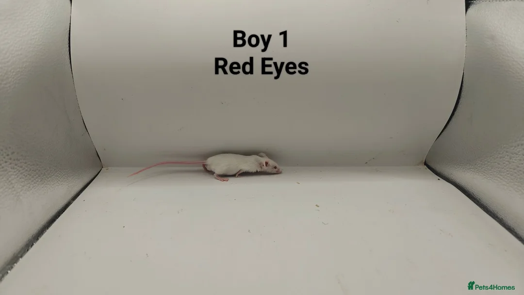 Mouse rodents for sale: 🐁July Mice Are Here!🐁 - Advert 2