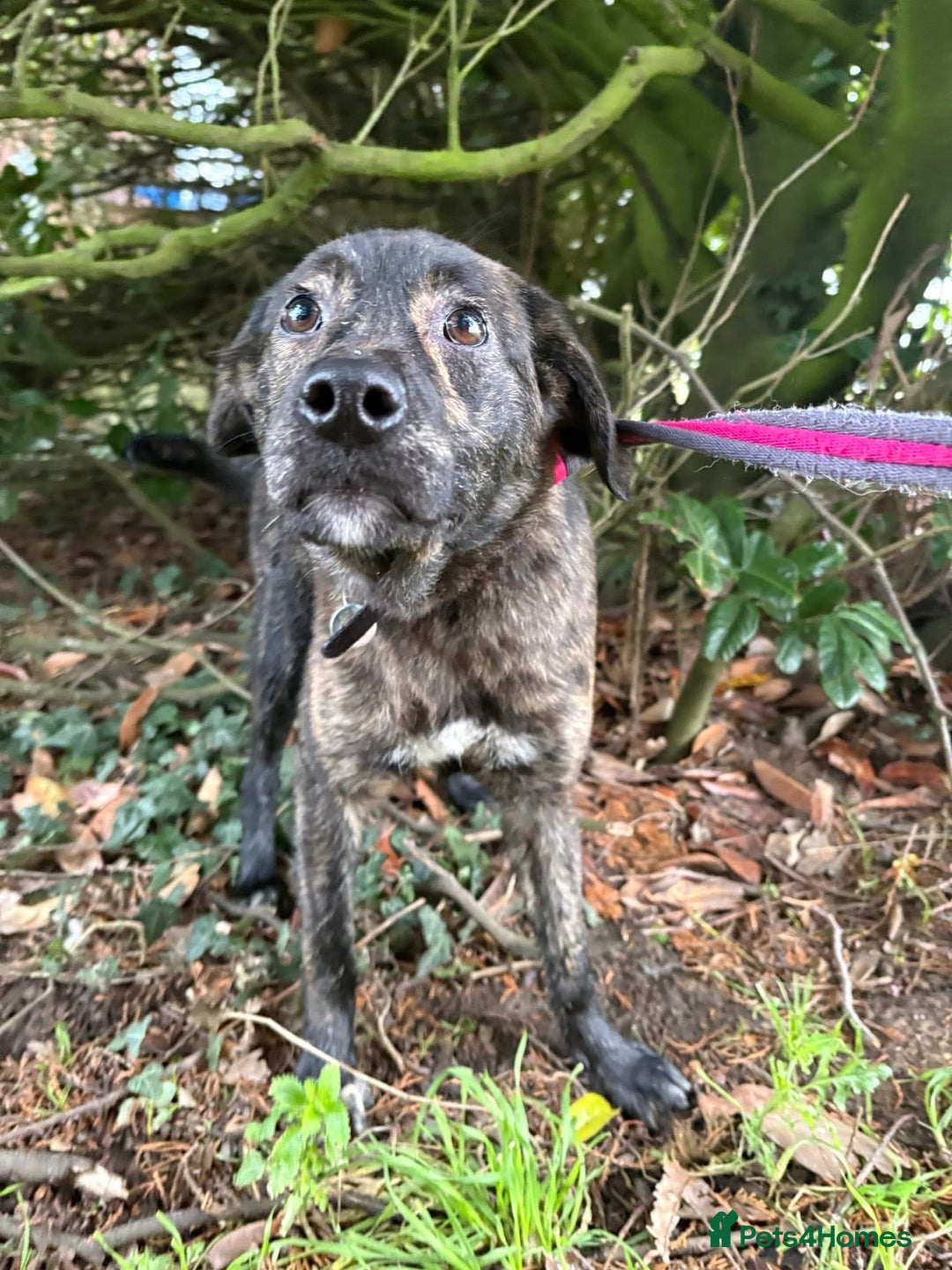 Mixed Breed dogs for adoption: Aurora - Stowmarket Suffolk  - Advert 14