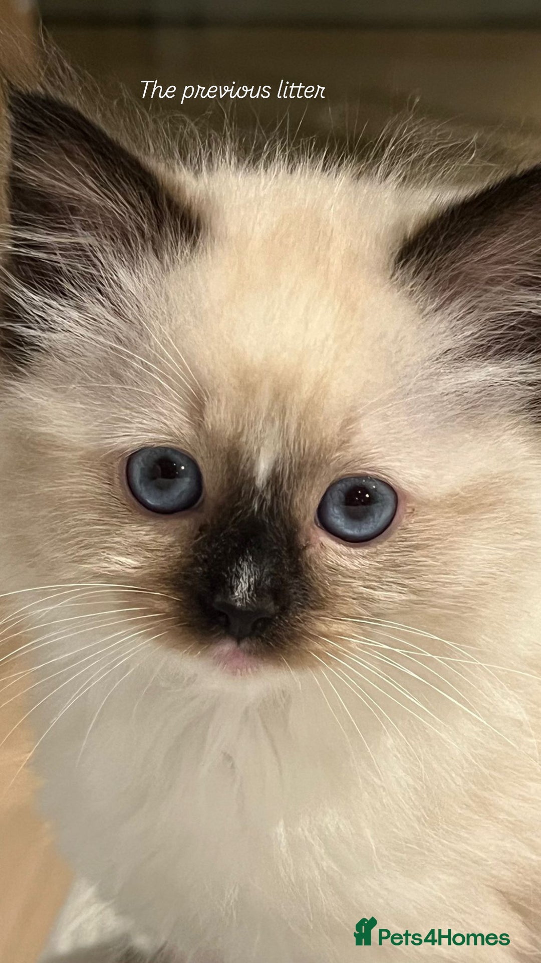 Ragdoll cats for sale: CHUNKY FLUFFY PEDIGREE RAGDOLL KITTENS - Advert 7