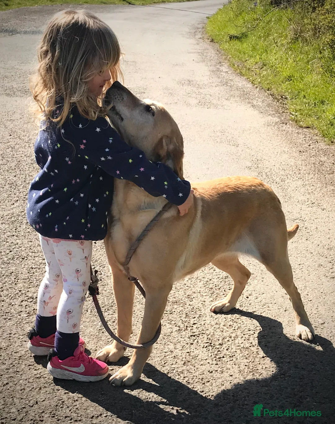 Labrador Retriever dogs for sale: Beautiful 8 year old KC Labrador - Advert 1