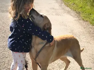 Labrador Retriever dogs Beautiful 8 year old KC Labrador - Advert 1