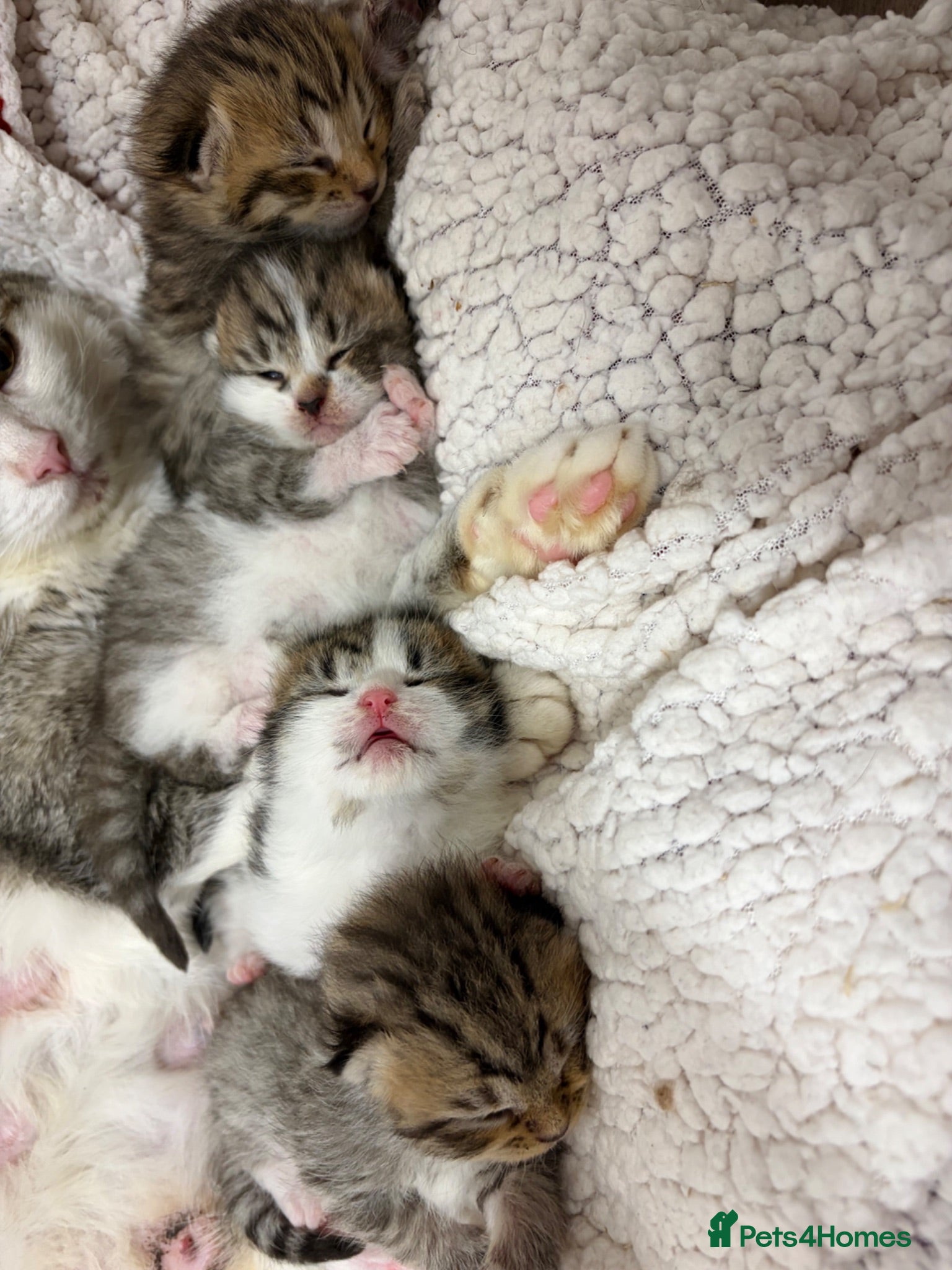 Mixed Breed cats Beautiful Bengal Cross Maine Coon Babies  - Advert 2