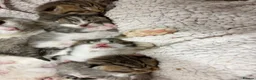 Mixed Breed cats for sale: Beautiful Bengal Cross Maine Coon Babies  in Andover - Advert 17