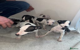 Whippet dogs for sale: whippet puppy’s  - Image 2