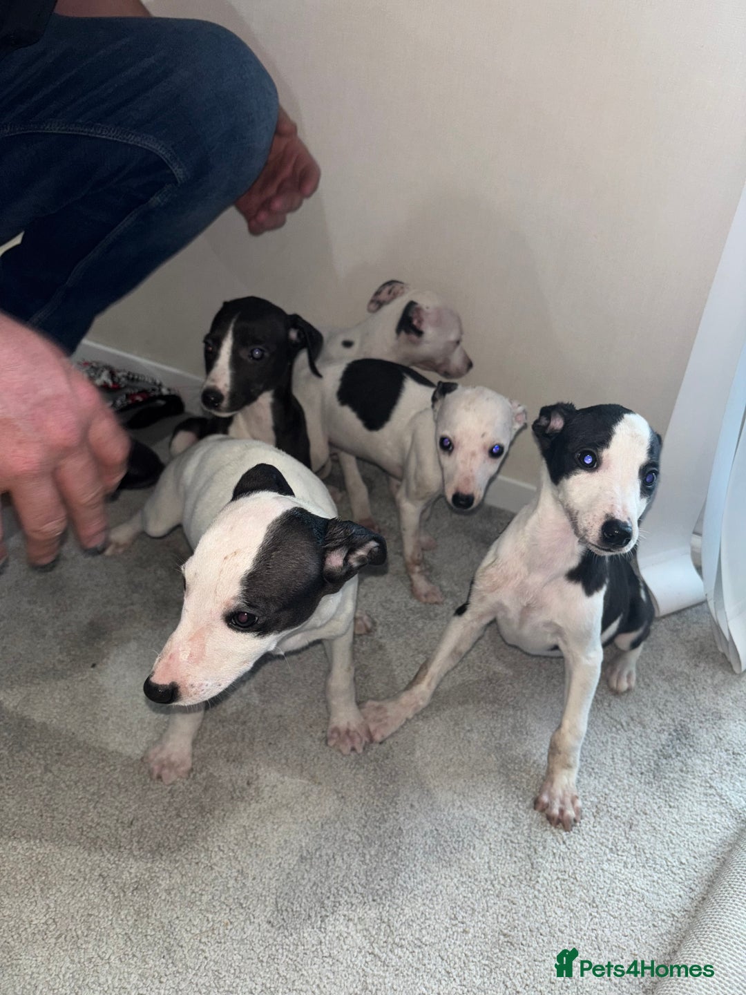 Whippet dogs for sale: whippet puppy’s  - Image 2