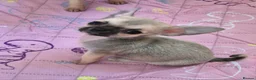 Chihuahua dogs for sale: KC Registered tiny Female puppies. - Advert 5