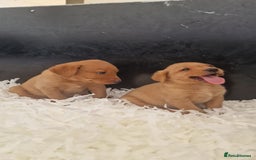 Labrador Retriever dogs for sale: STUNNING GOLDEN/FOX RED KC REG LABRADOR RTL - Image 9