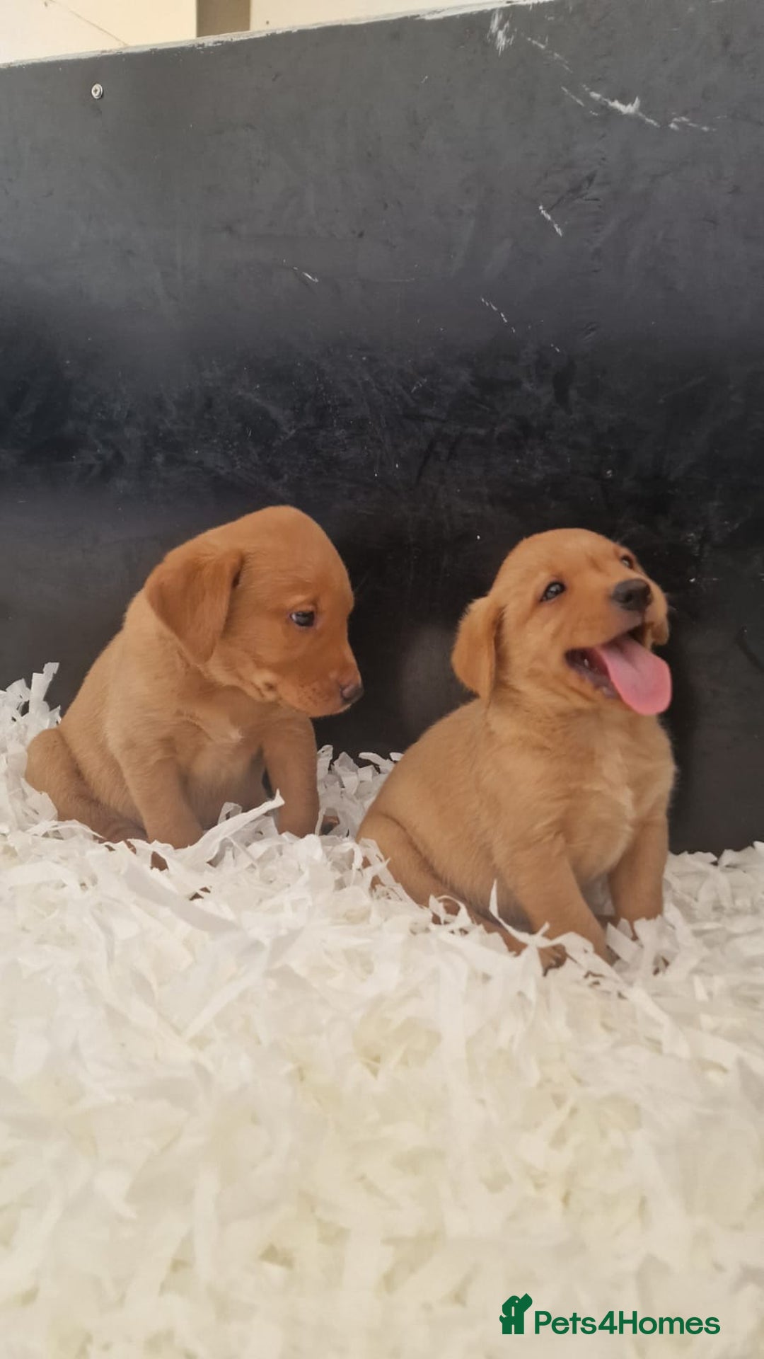 Labrador Retriever dogs for sale: STUNNING GOLDEN/FOX RED KC REG LABRADOR RTL - Image 9