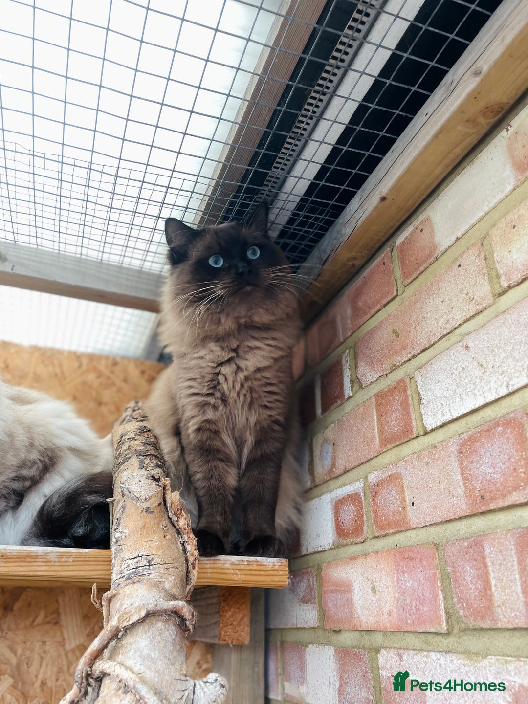 Ragdoll cats for stud: TICA registered seal mink stud - Advert 4