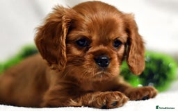 Cavalier King Charles Spaniel dogs for sale: Cavalier King Charles spaniel  - Image 13