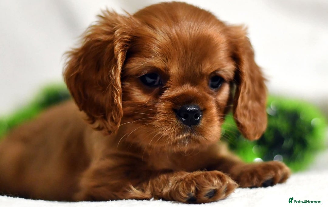 Cavalier King Charles Spaniel dogs for sale: Cavalier King Charles spaniel  - Image 13