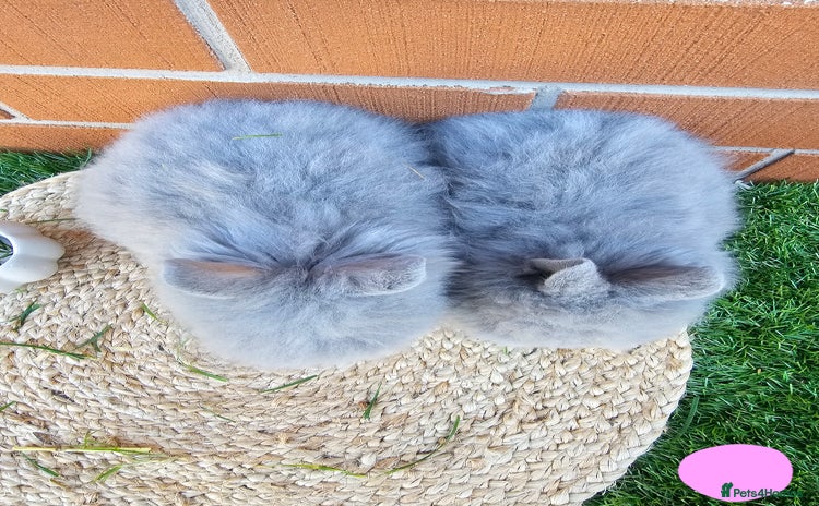Lionhead rabbits - Advert 3
