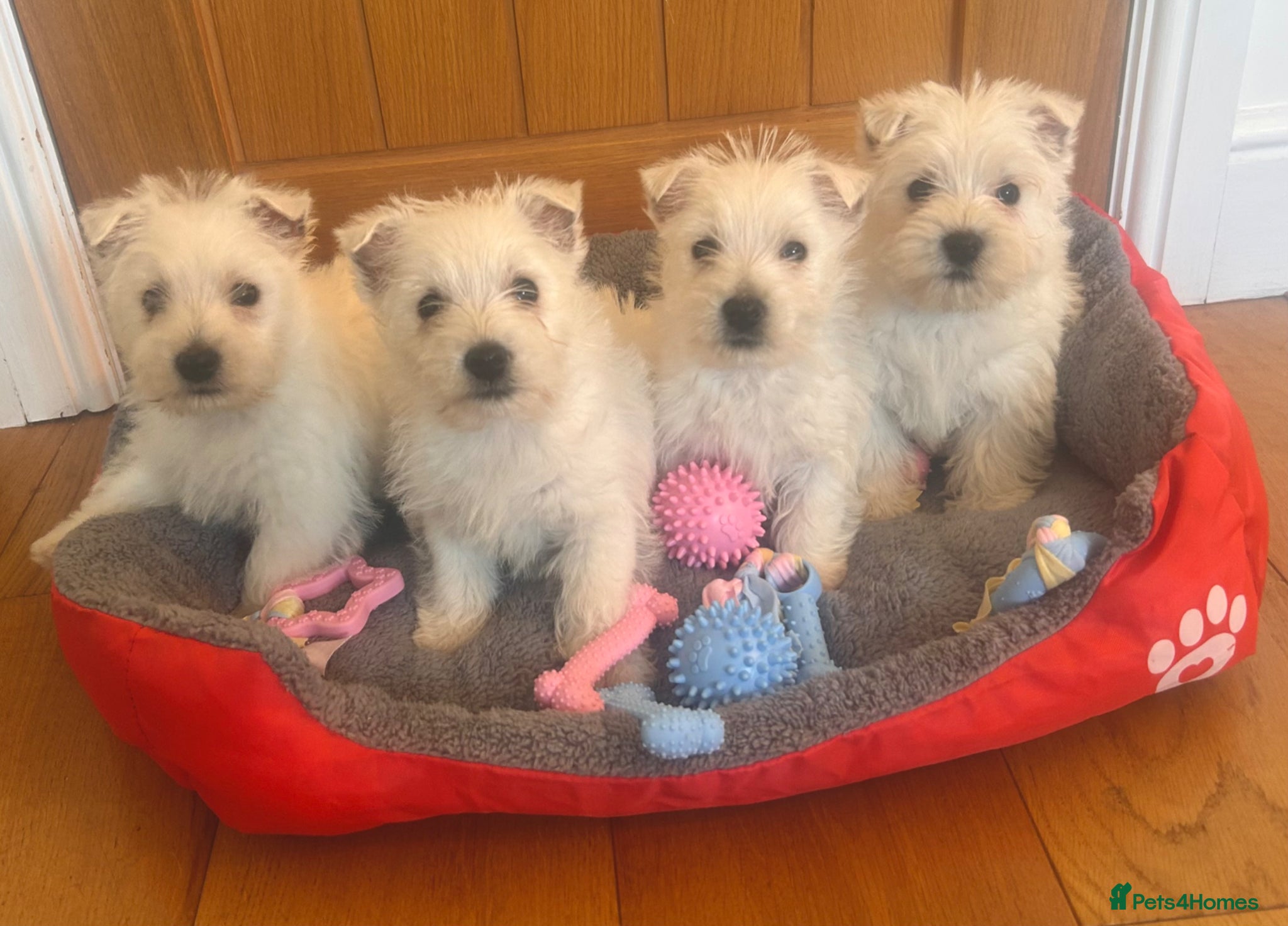 West Highland Terrier dogs for sale: Beautiful West Highland Puppies - Advert 1