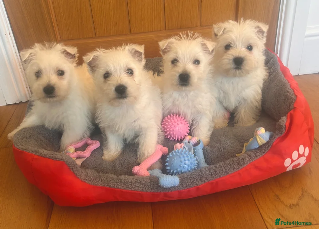 West Highland Terrier dogs for sale: Beautiful West Highland Puppies - Advert 1