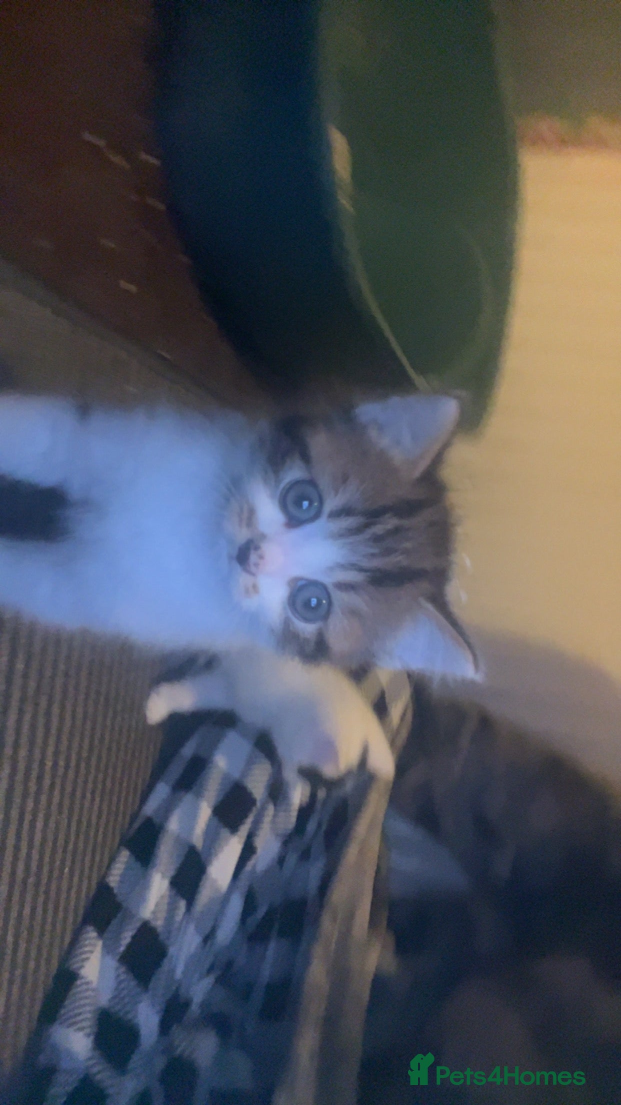 Mixed Breed cats kitten - Advert 1