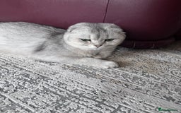 Scottish Fold cats for sale: Scottish Fold Cat for Sale – 1 Year Old - Image 2
