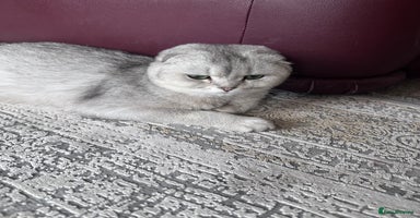 Scottish Fold cats - Advert 3