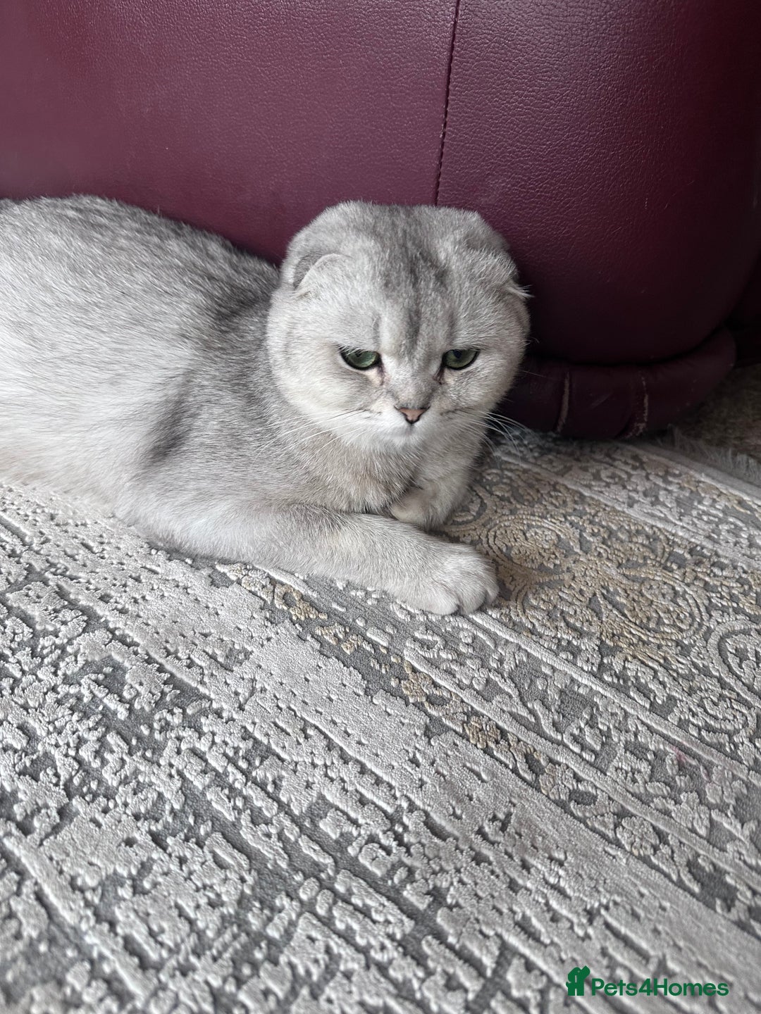 Scottish Fold cats for sale: Scottish Fold Cat for Sale – 1 Year Old - Image 2