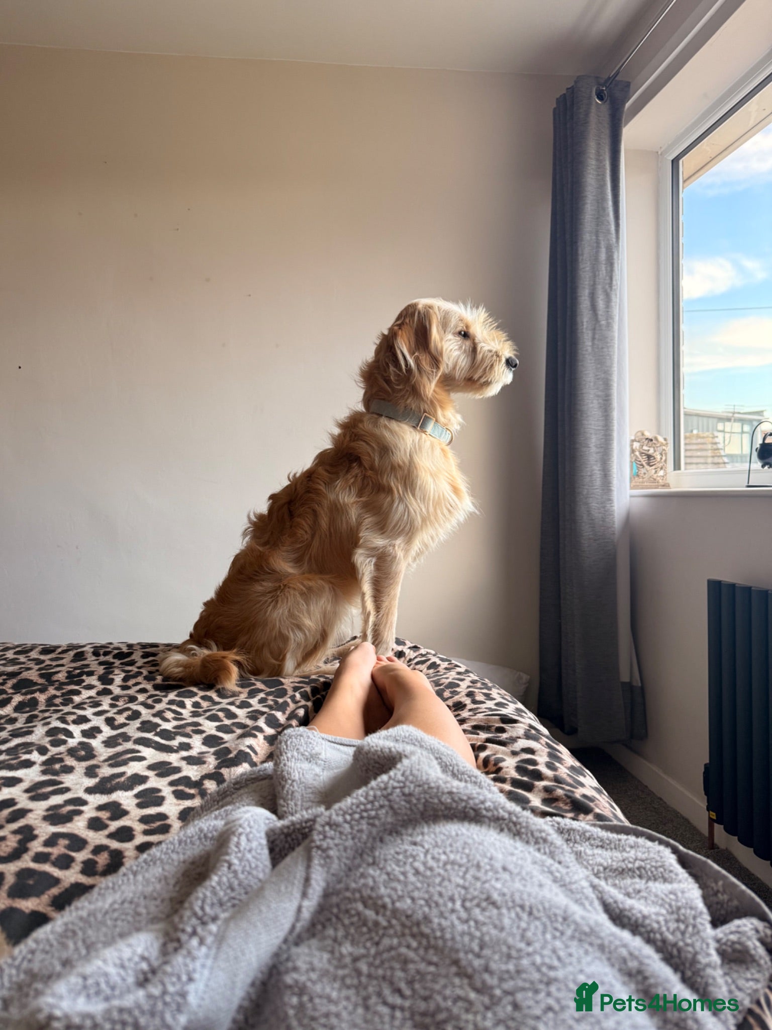 Mixed Breed dogs Goldendoodle 9 month old male puppy - Advert 1