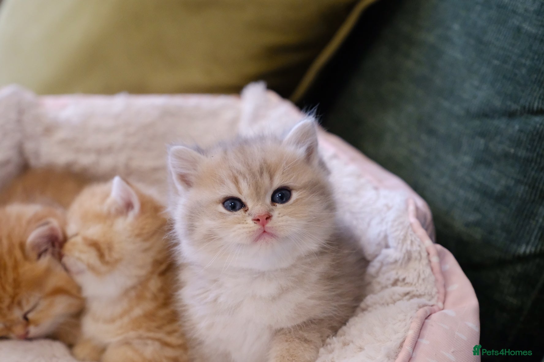 British Shorthair cats Gorgeous BSH golden kittens pedigree TICA - Advert 1
