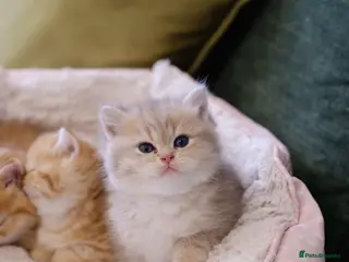 British Shorthair cats Gorgeous BSH golden kittens pedigree TICA - Advert 1