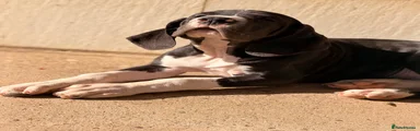 Great Dane 1