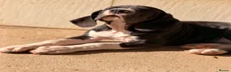 Great Dane dogs for sale: Great Danes puppies  - Advert 15