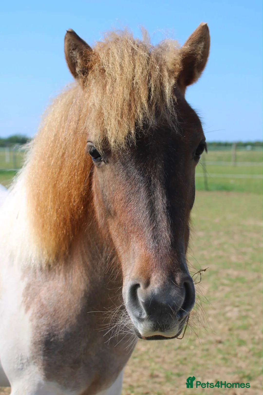 Shetland pony horses for sale: Shetland Cross Yearling Filly in Ramsgate - Advert 2