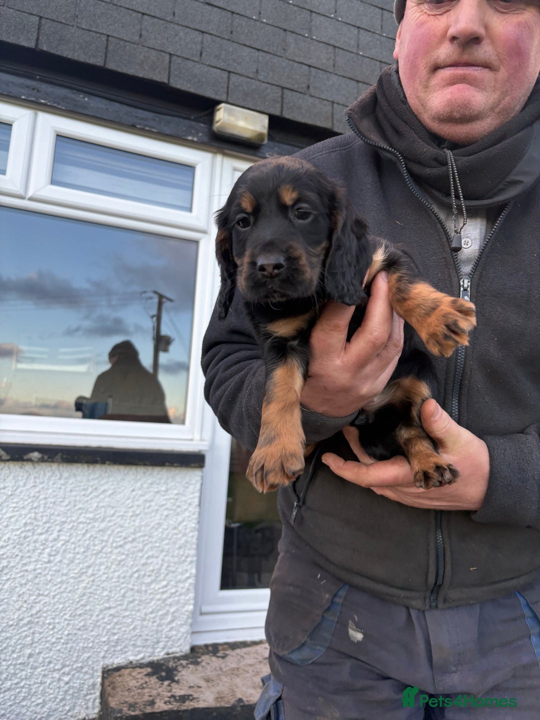Cocker Spaniel dogs for sale: Beautifully marked Cocker Spaniel Pups For Sale - Advert 16