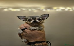 Chihuahua dogs for sale: Male Puppy Long haired Fawn and Sable Chihuahuas  - Advert 10