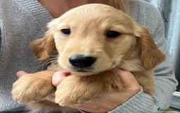 Golden Retriever dogs for sale: Beautiful Red KC Golden Retriver Puppies  - Image 4