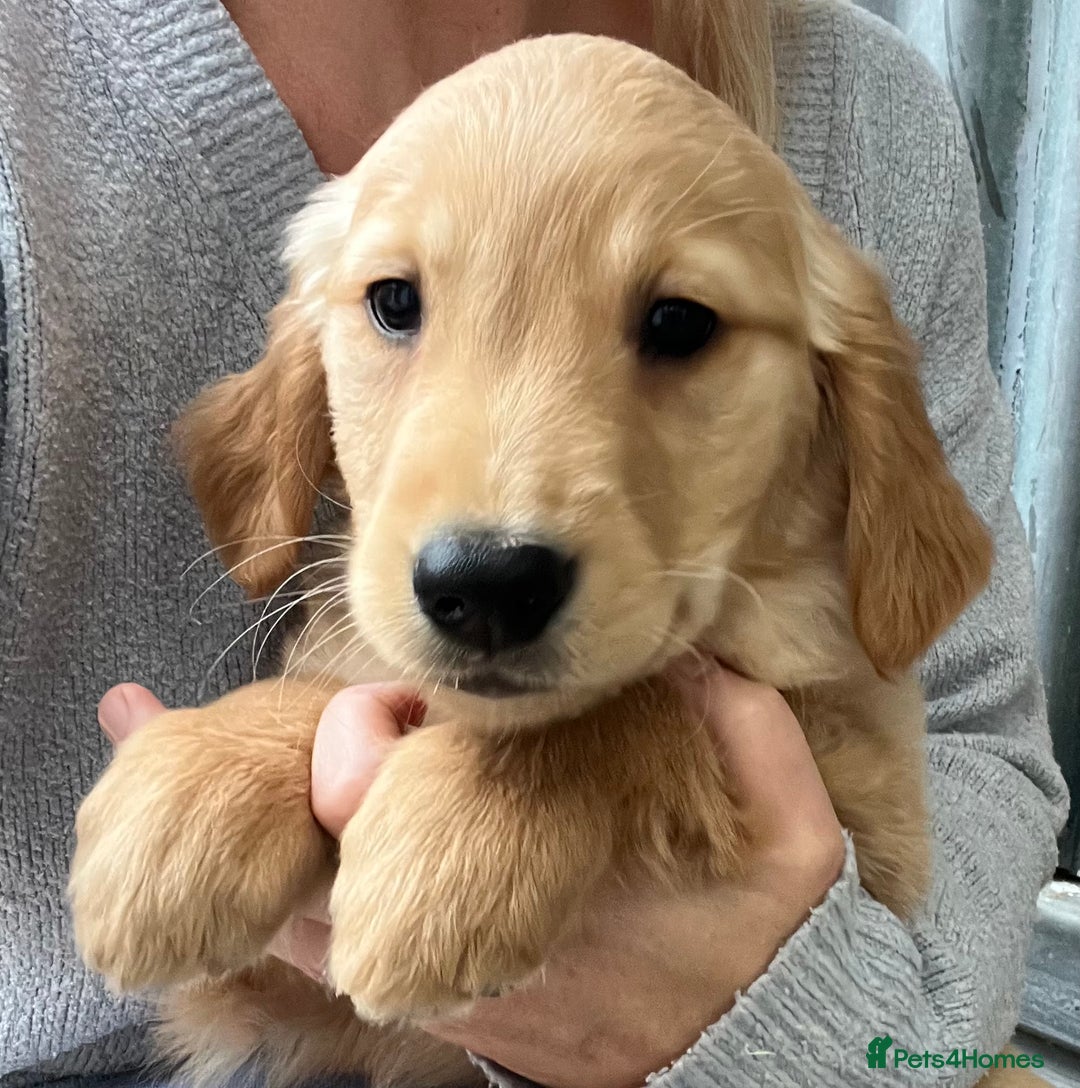 Golden Retriever dogs for sale: Beautiful Red KC Golden Retriver Puppies  - Image 4