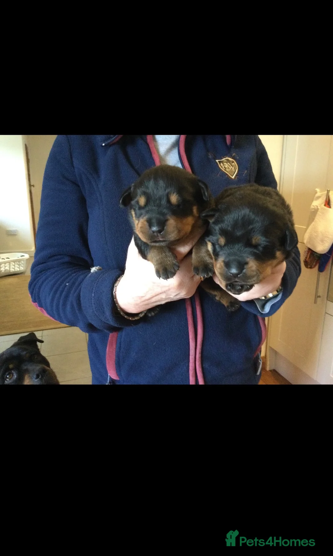 Rottweiler dogs for stud: *CHAMPION BLOODLINE*PROVEN STUD in Bradford - Advert 9