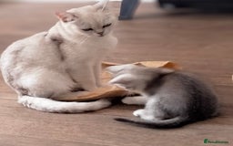 British Shorthair cats for sale: Now Ready to leave! Cute Little British Shorthair - Image 26