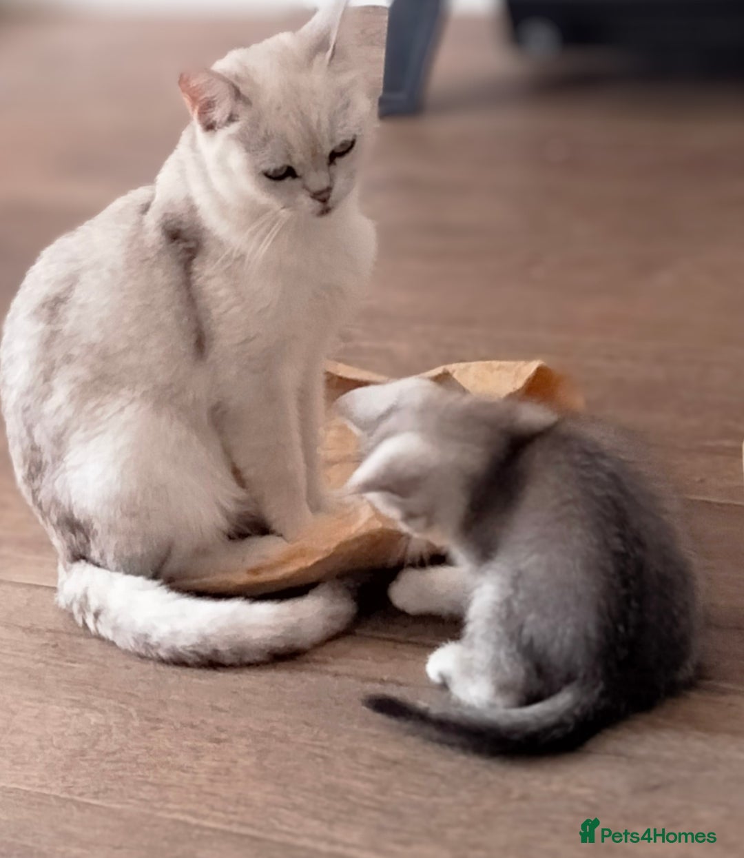 British Shorthair cats for sale: Now Ready to leave! Cute Little British Shorthair - Image 26